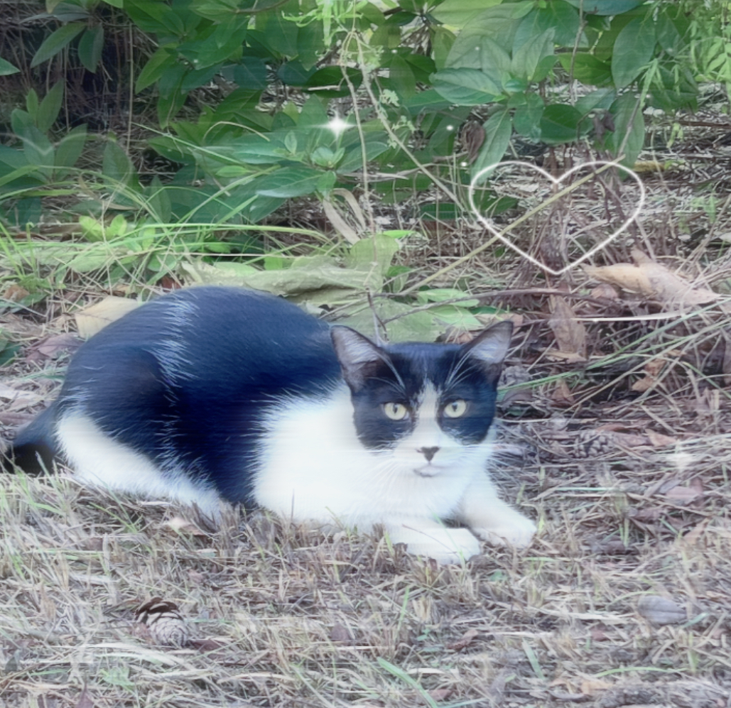 猫羽 のん