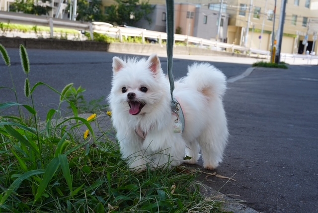 涼風 あき