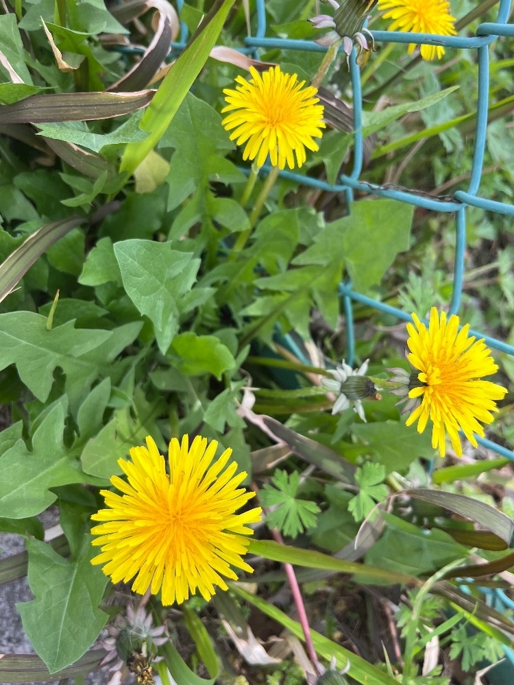 立華 あん