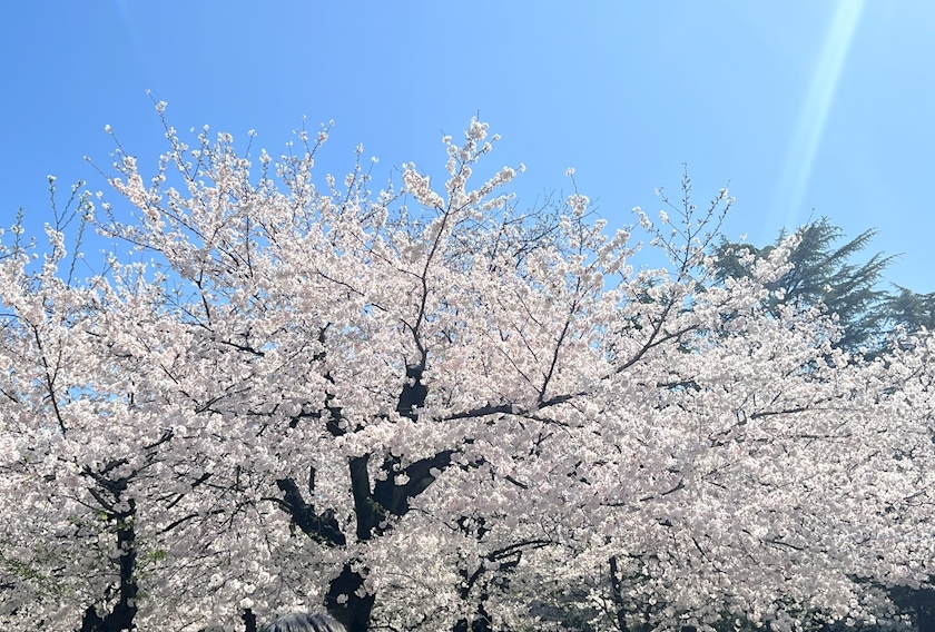 美咲 ゆい