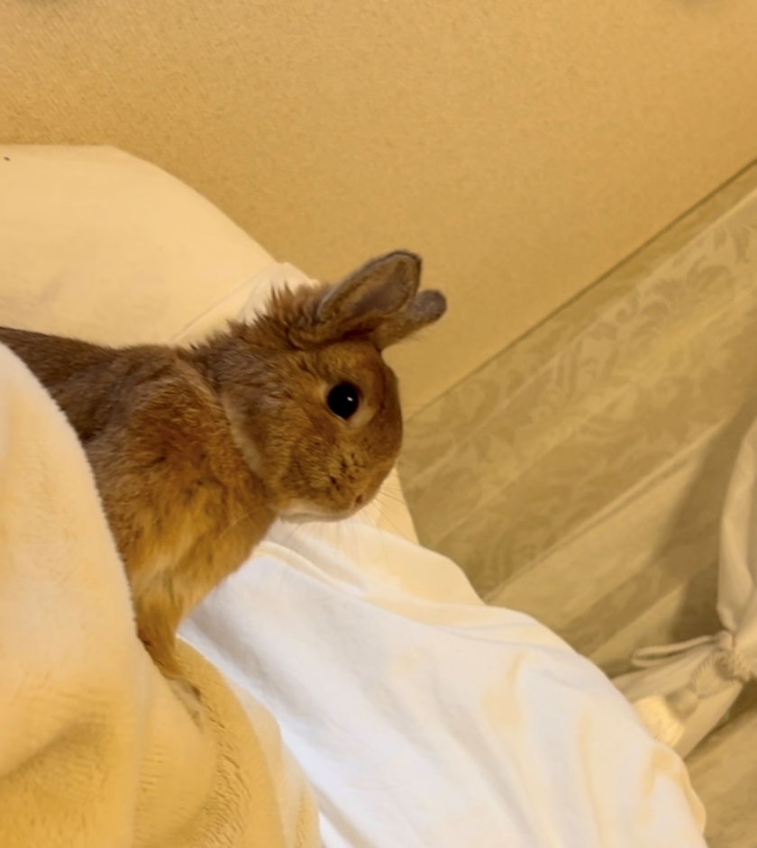 セナ