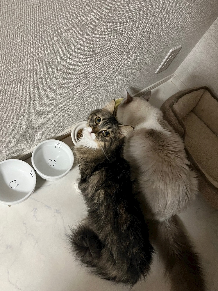 くま