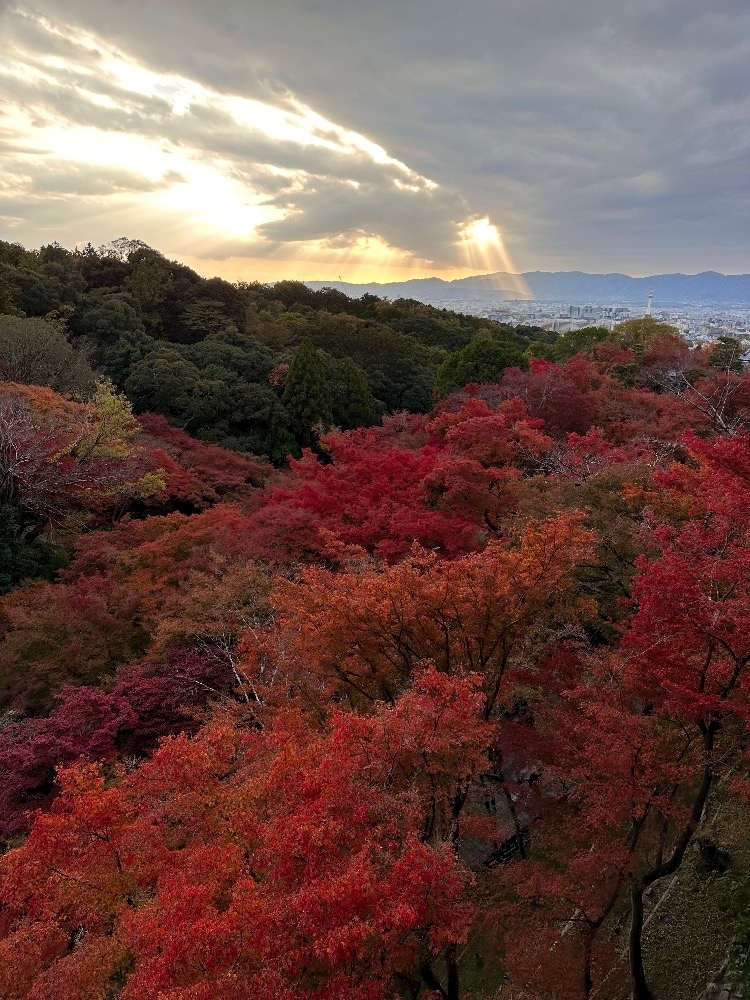 神崎 蘭