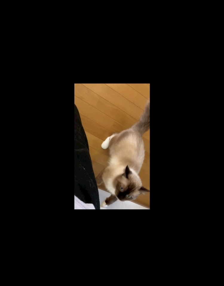 甘眠冠  しの