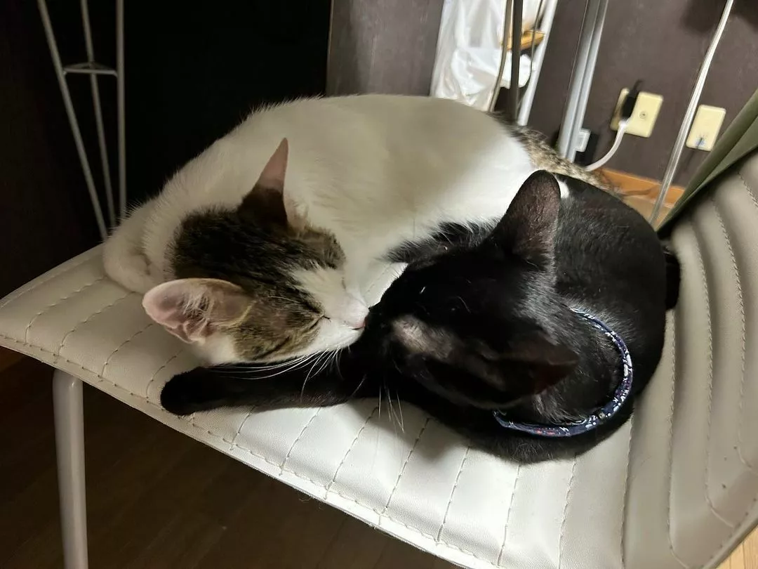 しおん