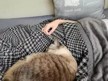 ひな