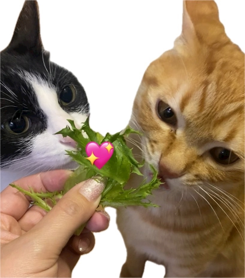薫