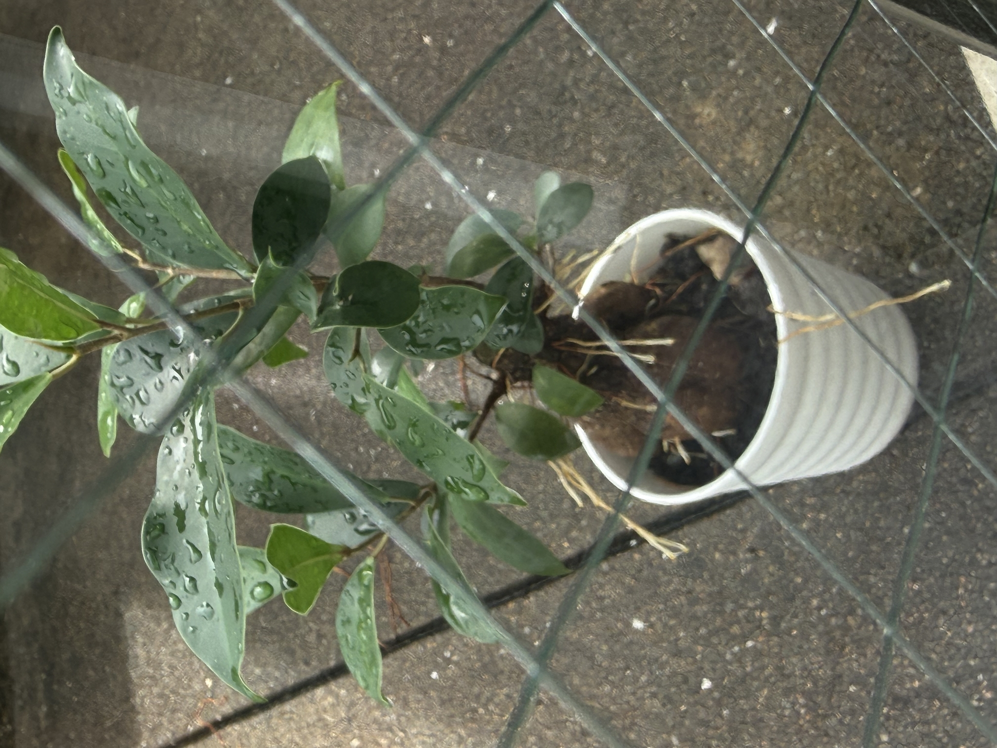 かえで
