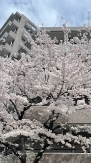 ひじり