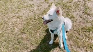 京 さゆみ