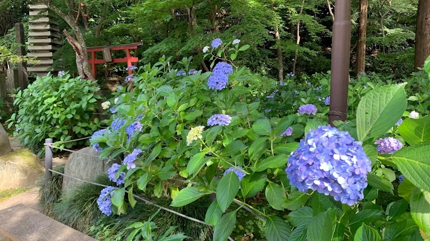 はづき