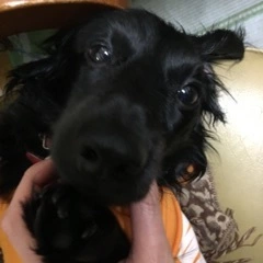 りえ