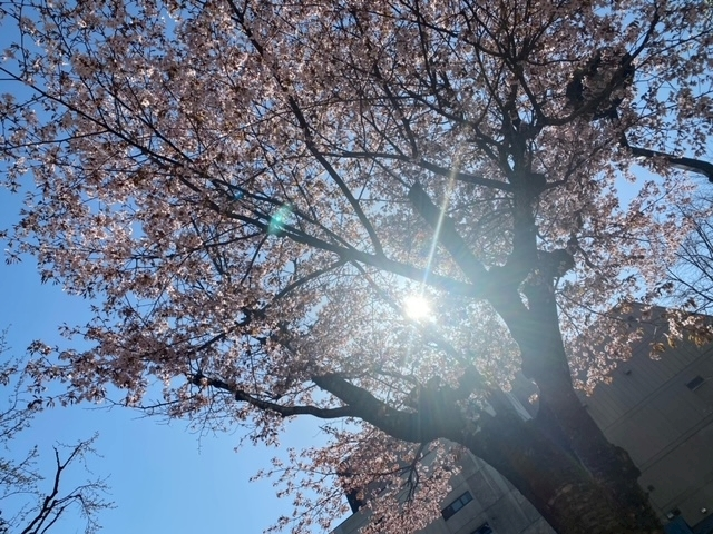 桜乃 咲美