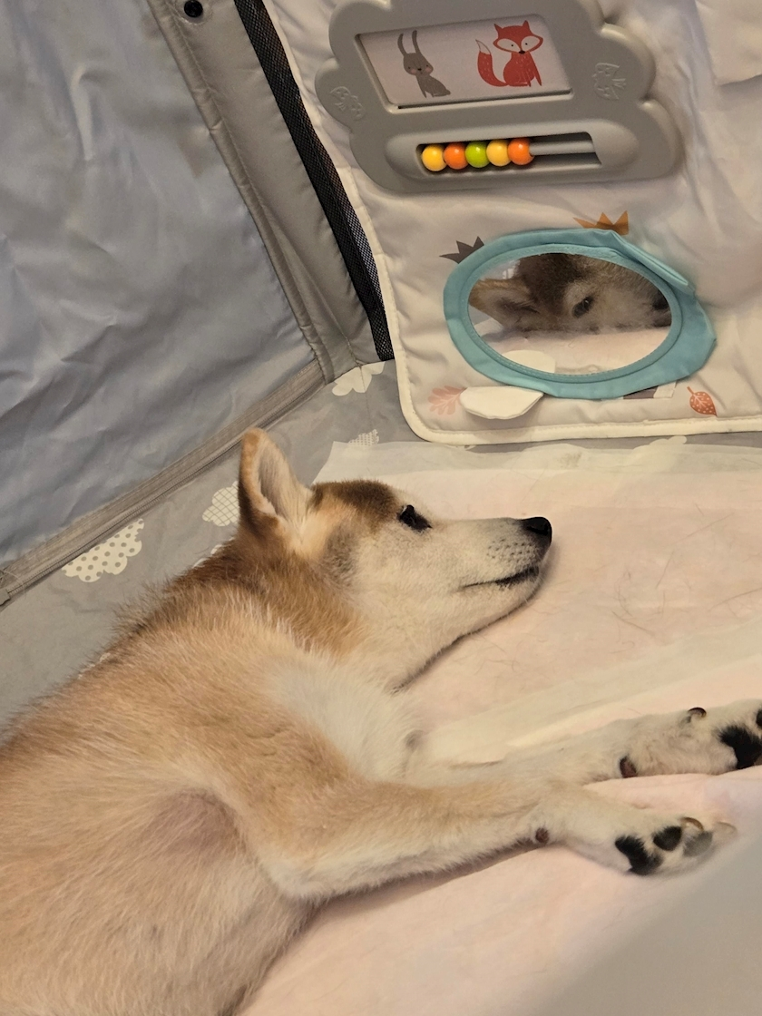 エミ （スタッフ）