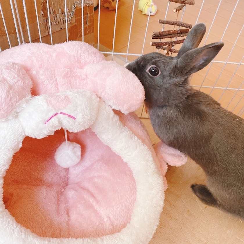 愛川 らん