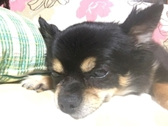 沙良 純