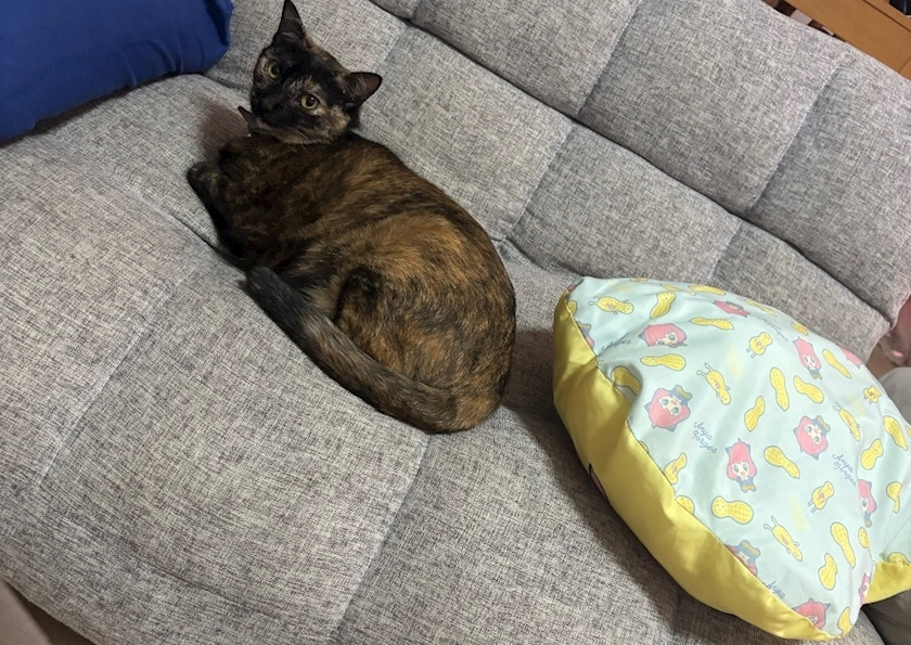 藤花 ゆの