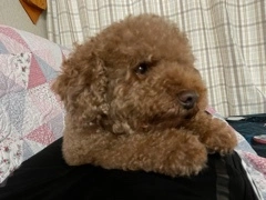立華 碧
