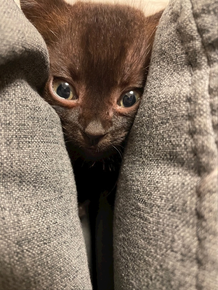 こう