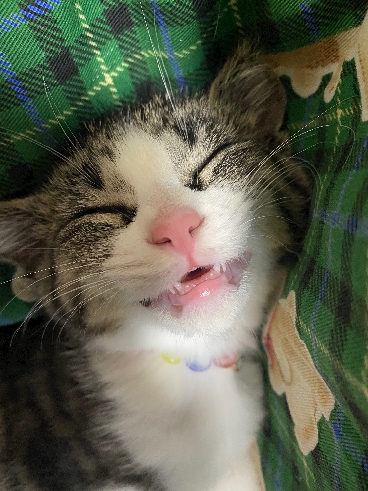 ユズ