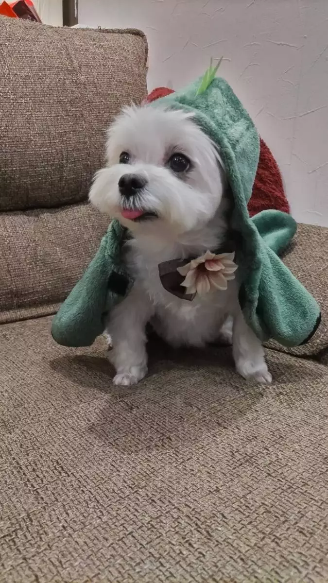 ひな