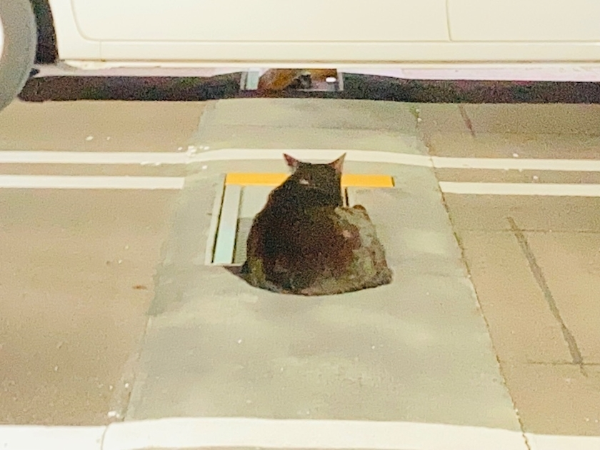 甘眠冠  しの