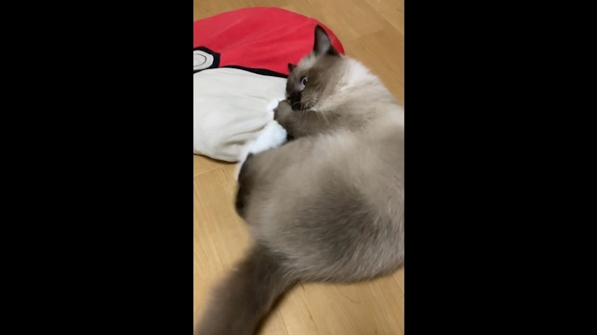 甘眠冠  しの