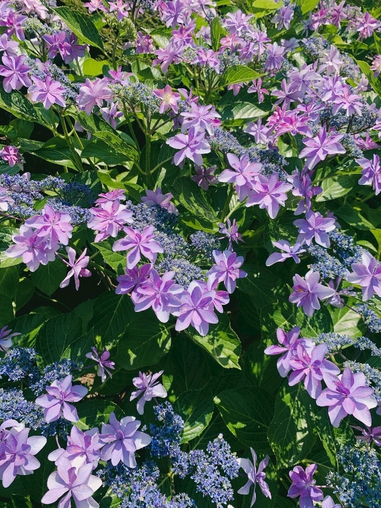 優花