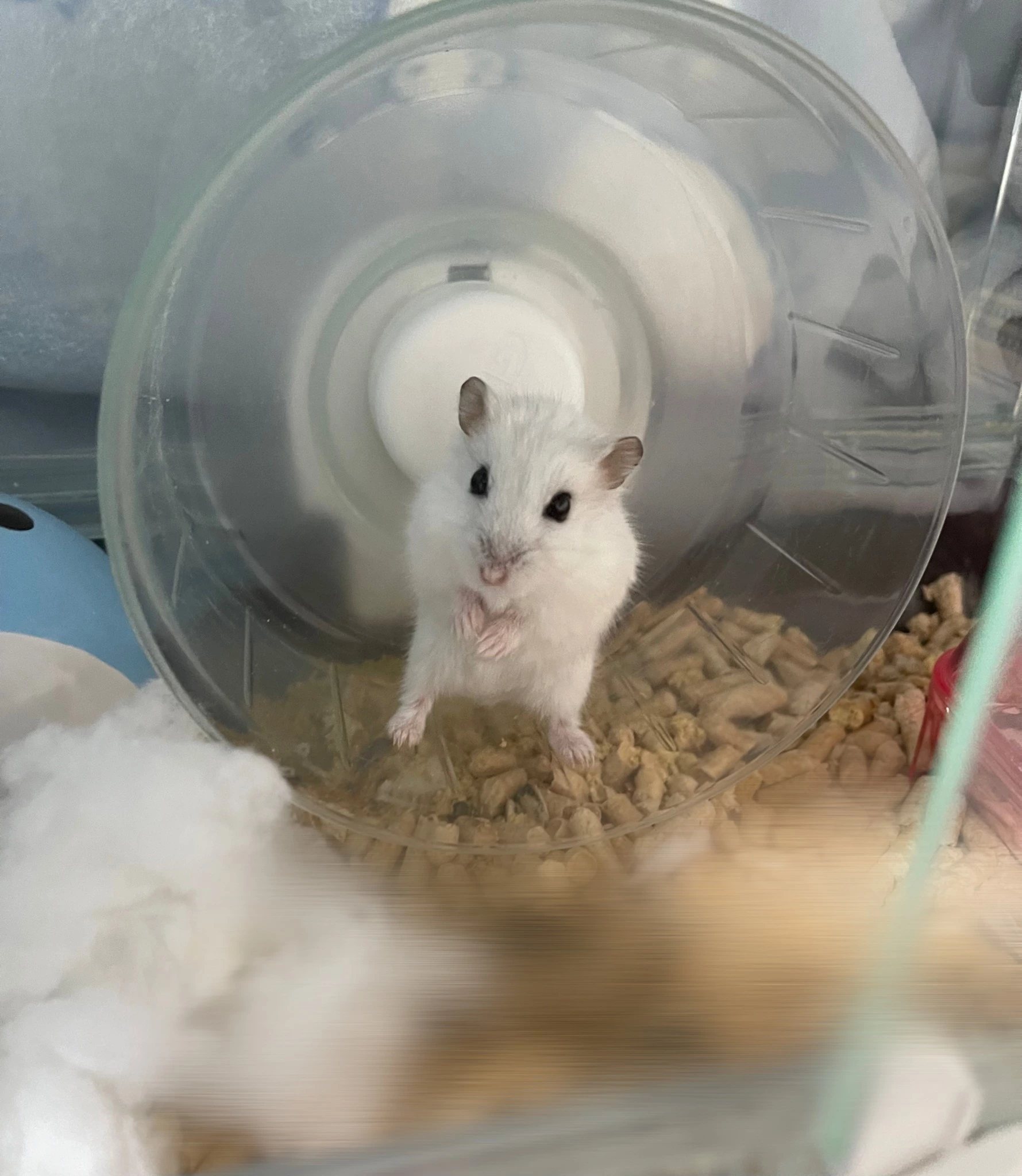 まゆ