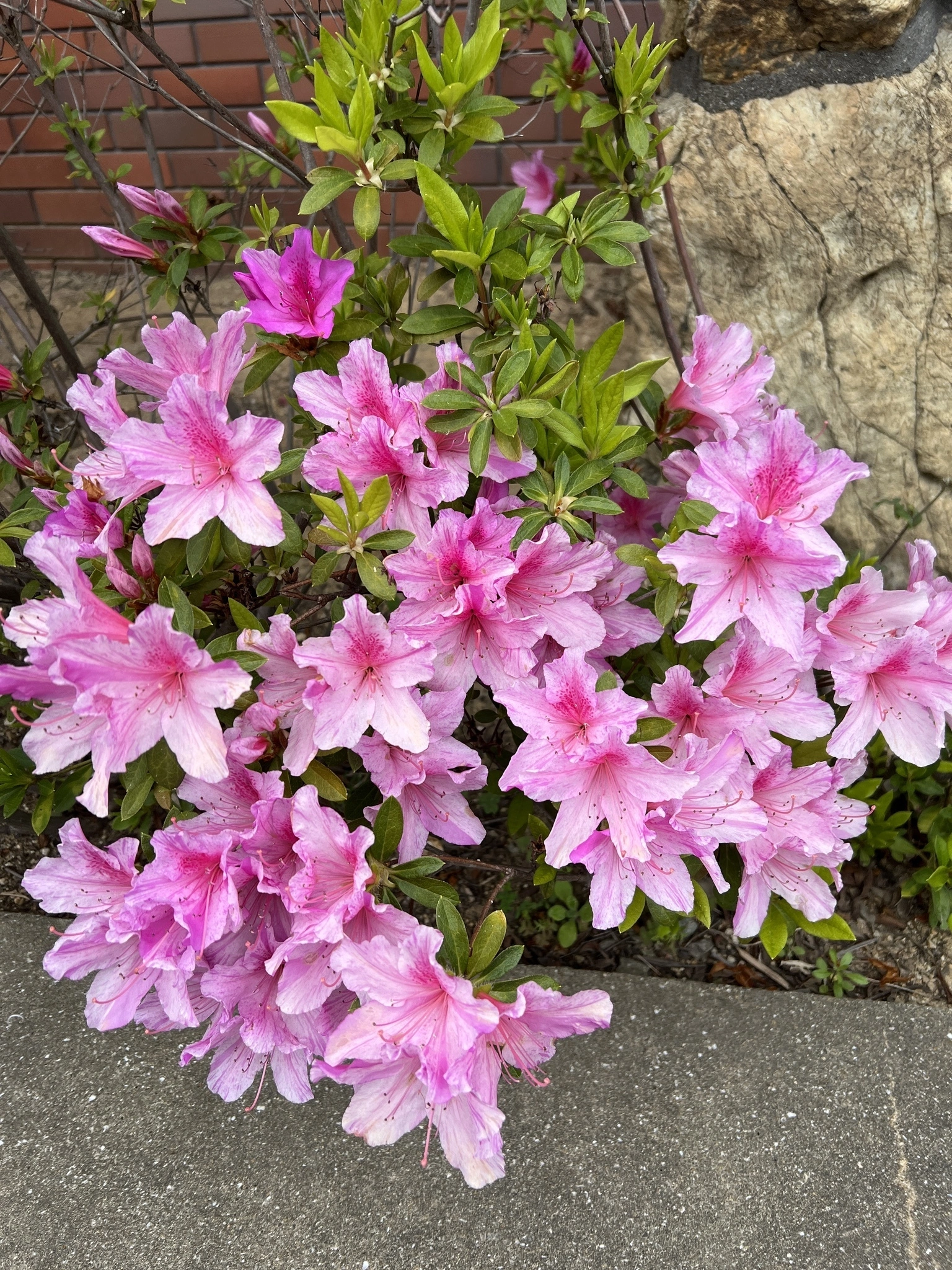藤本 祐子ママ