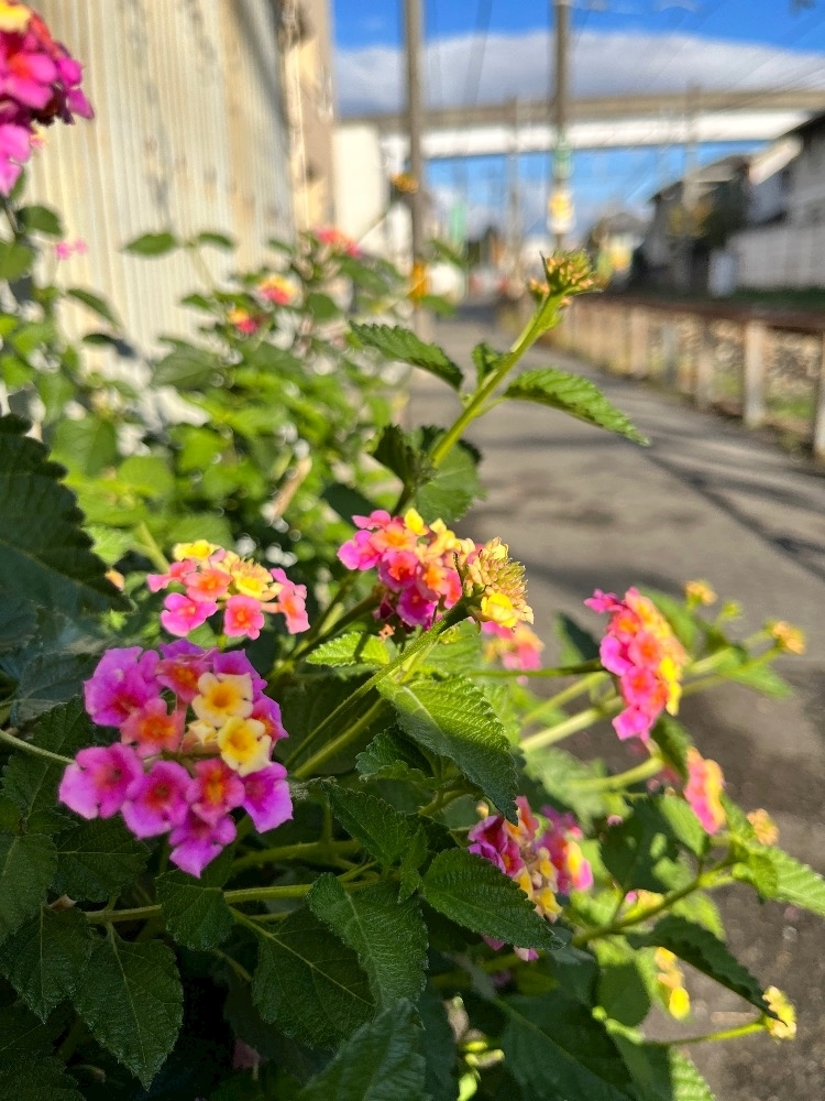 エリカ