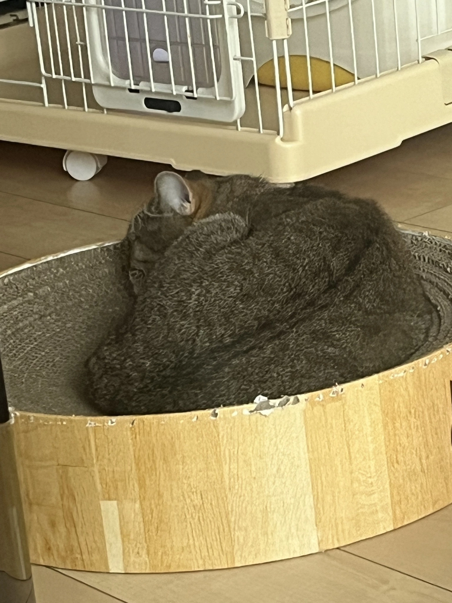 大尻 桃