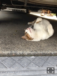 くま