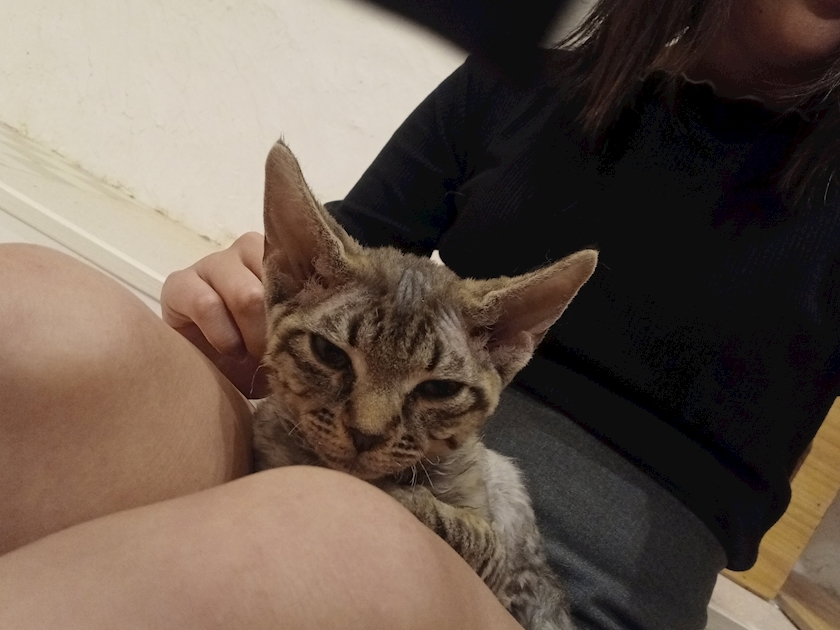 いおり