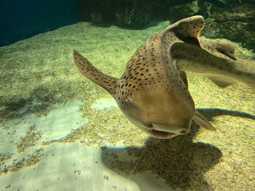 カノン