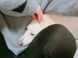 京 さゆみ