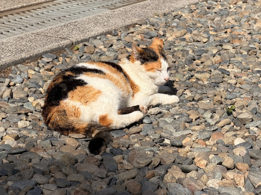 めい