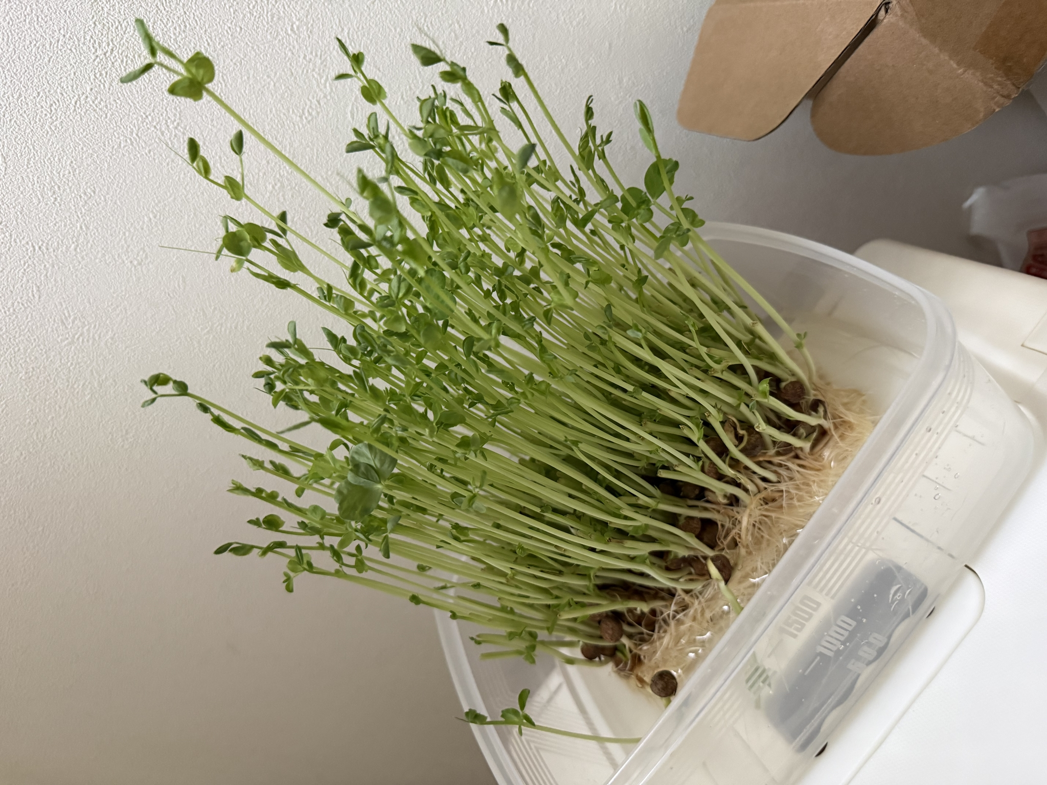 かえで