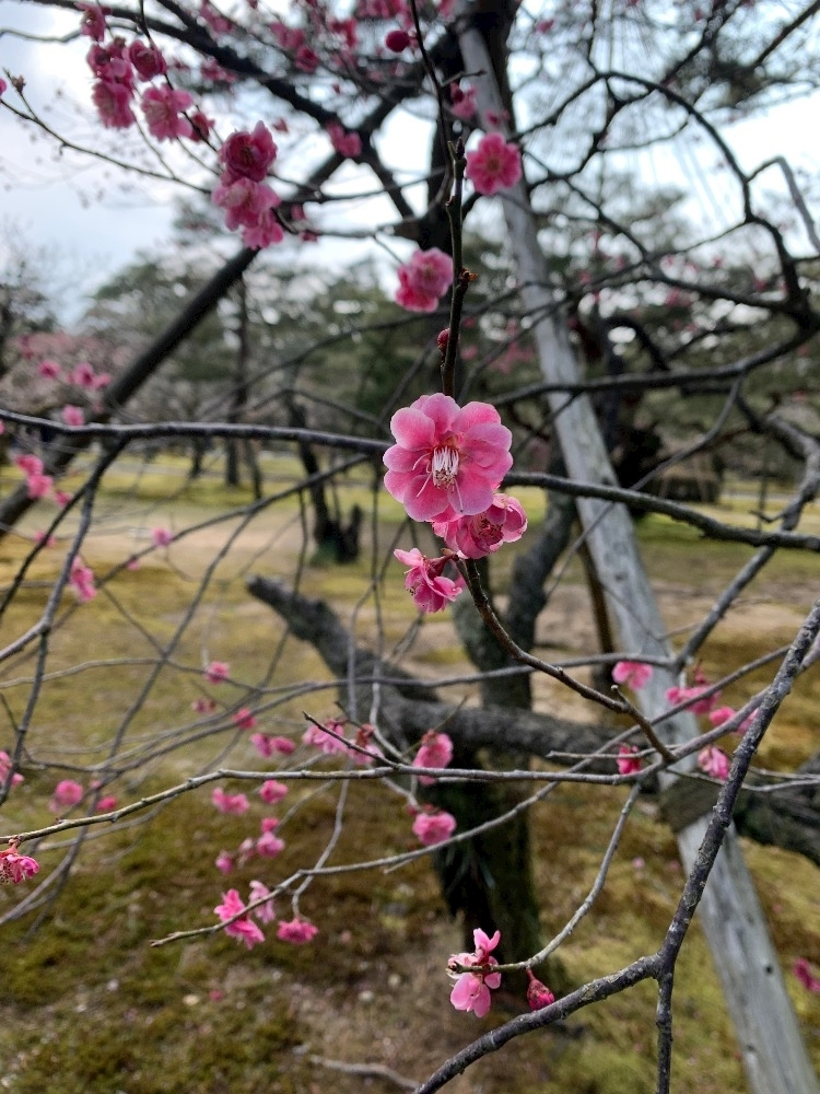 藤花 ゆの