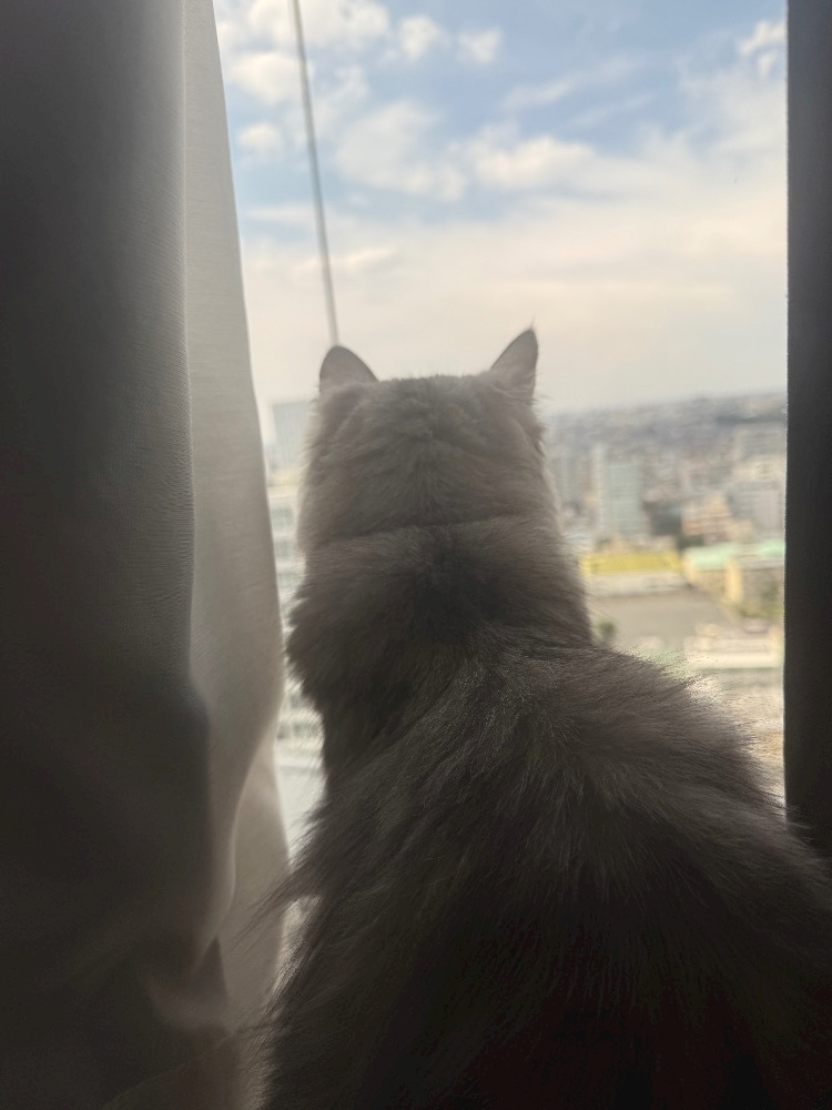 芹奈