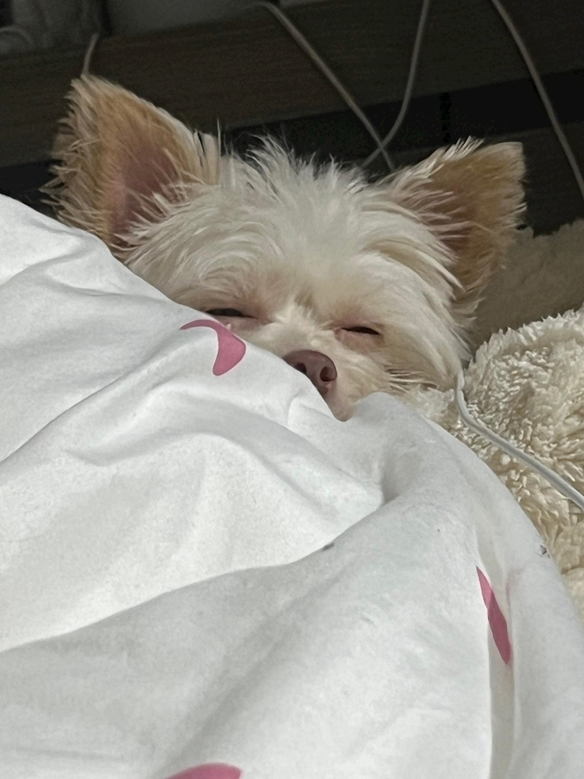 七夕 ゆき