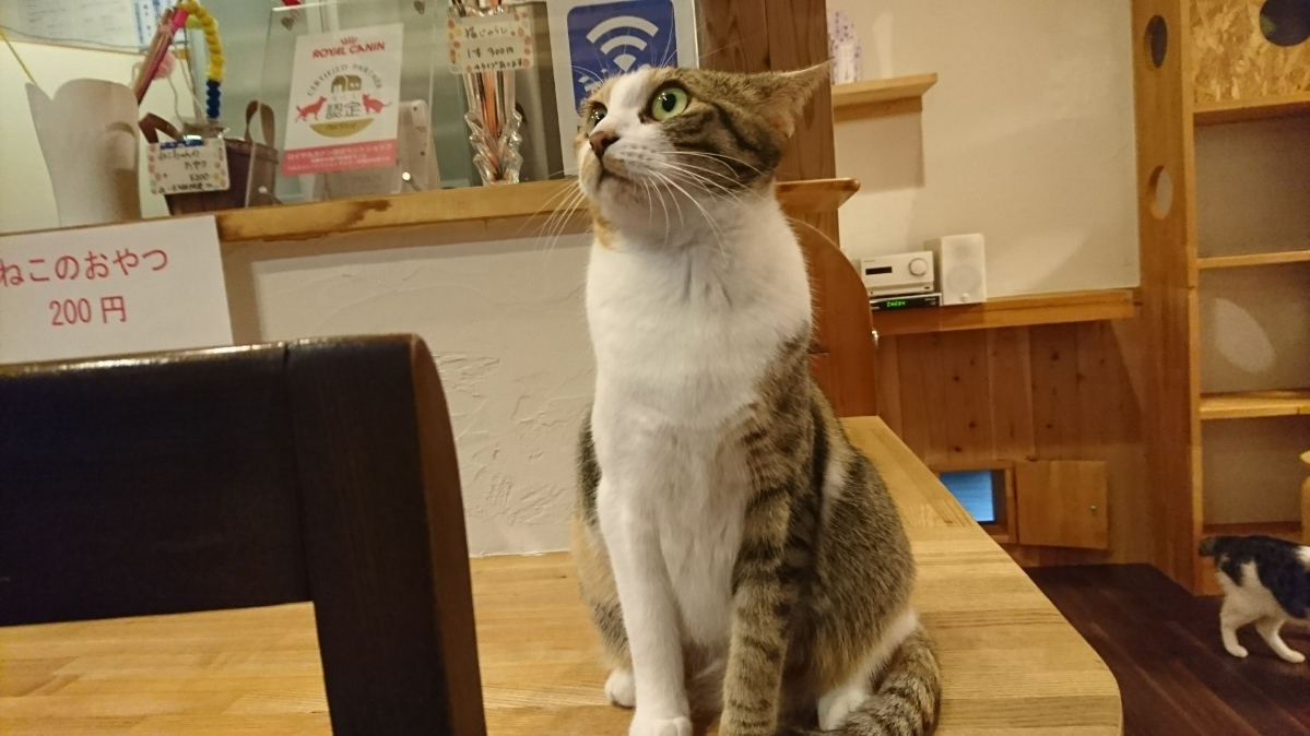 五条 椿