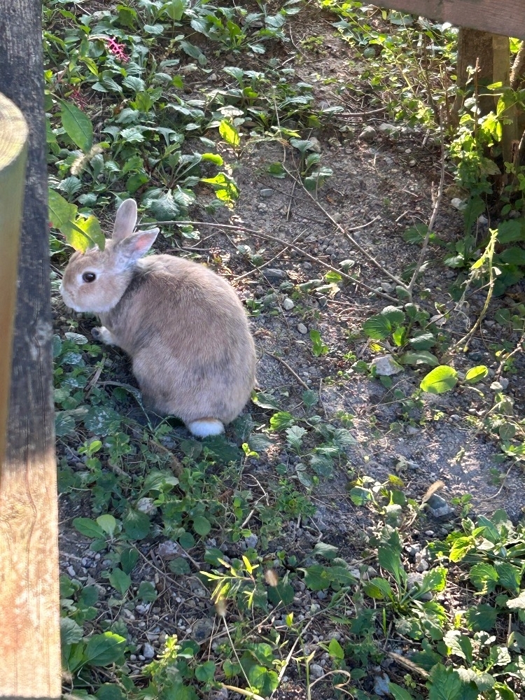 湊崎 さな