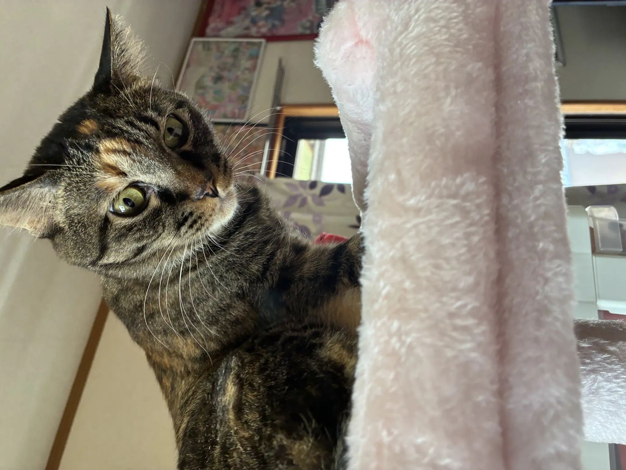 あや