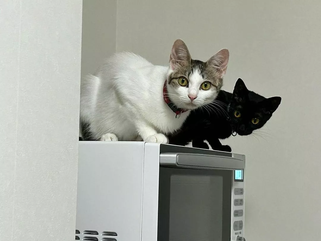 しおん