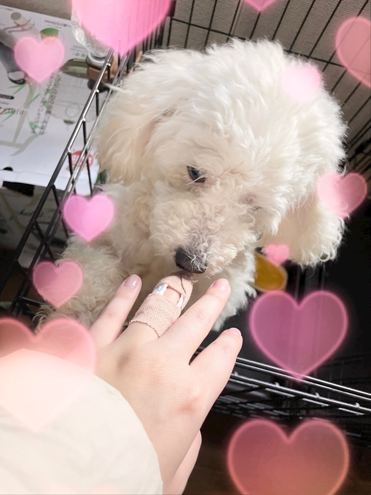 あおい