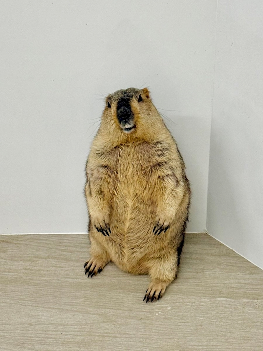 はるせ