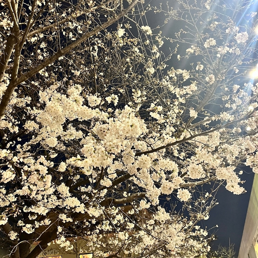 ひなた
