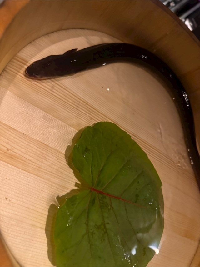 うづき ふうか