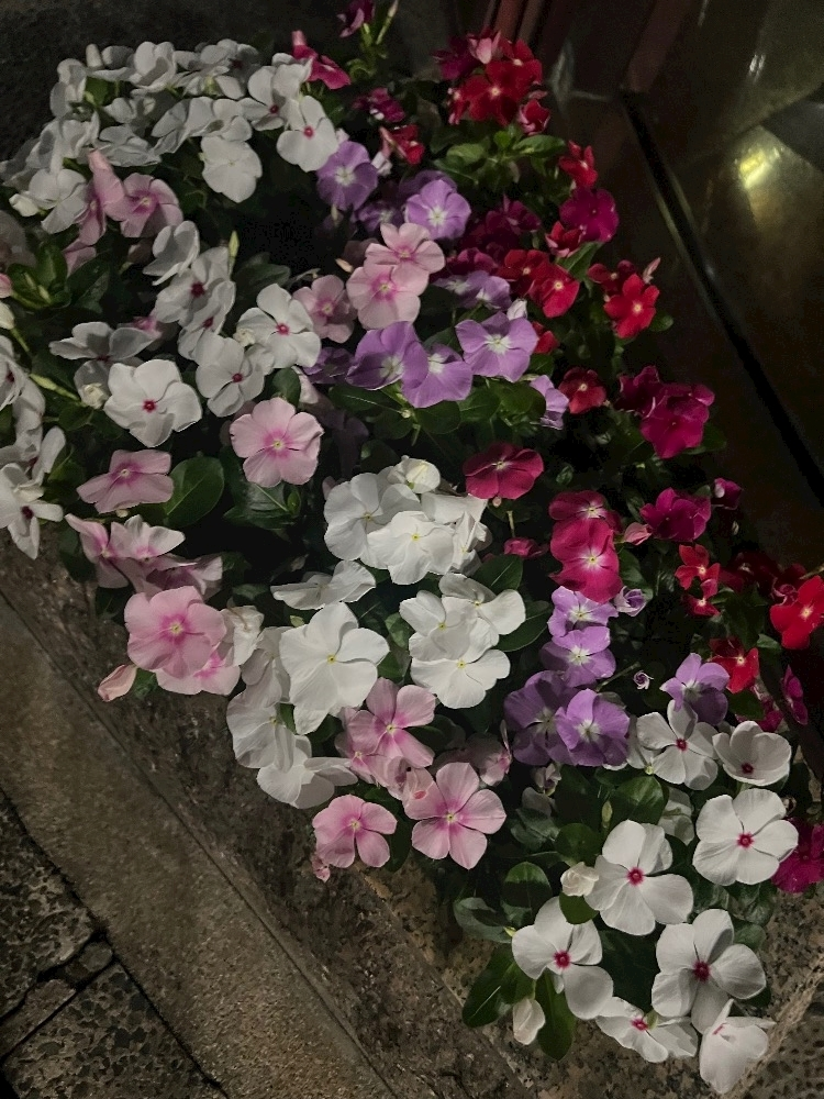 藤城 あん